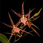 Oncidium Shelob Jumbo Nadando-Flowering Size